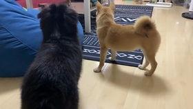 吃瓜黑柴作品