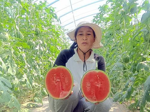 小吊瓜价格最新行情今日,今日行情解析与趋势预测”