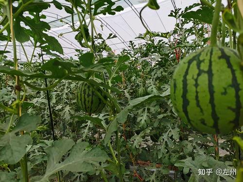 小吊瓜价格最新行情今日,今日行情解析与趋势预测”