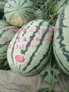 硒砂瓜今日行情,价格波动与市场动态一览