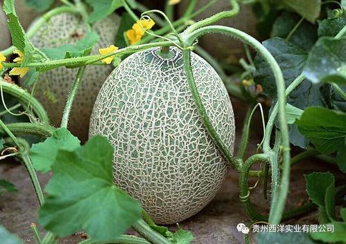 科普农哈密瓜今日价格