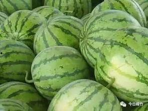 瓜田今日吃瓜,揭秘娱乐圈最新热点事件