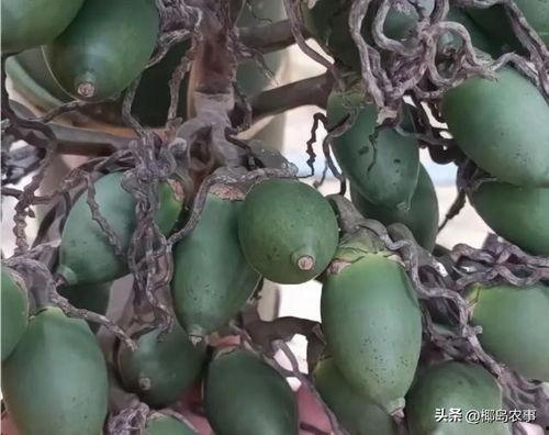 海南2024蒲瓜价格行情今日,市场波动下的最新动态解析”