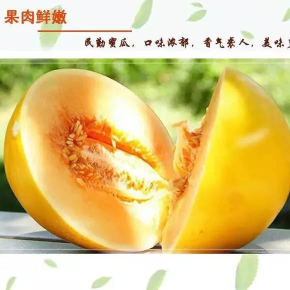 蜜瓜价格今日行情最新