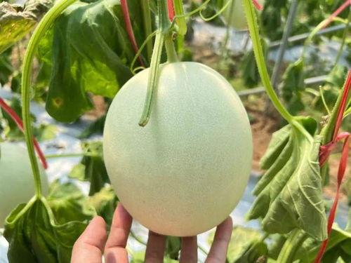 玉菇蜜瓜今日价格走势,今日走势解析