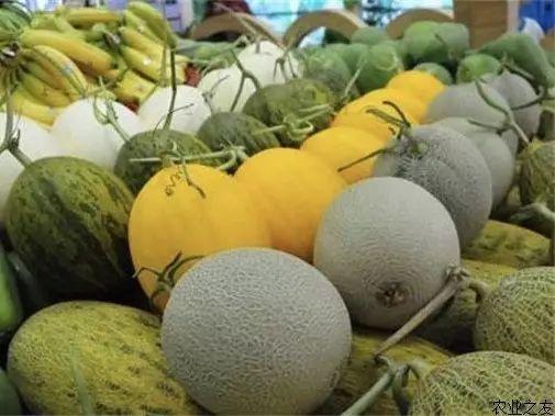 今日乐东哈密瓜价,价格行情一览