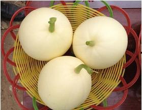 蒲城吊瓜今日行情价格表,今日价格一览，市场动态解析