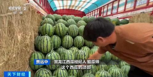 玲珑瓜今日价格行情最新,今日行情一览”