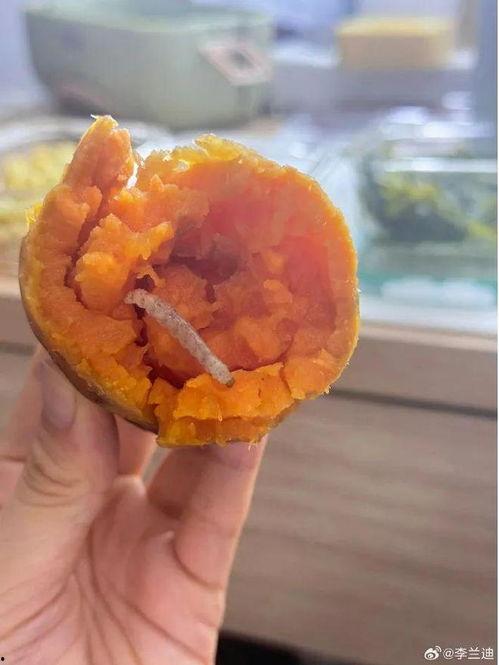 今日份的瓜都在这了,瓜田李下，尽在这篇文章