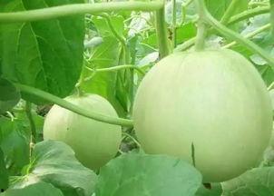 瓜今日市场价西安,新鲜瓜果价格一览