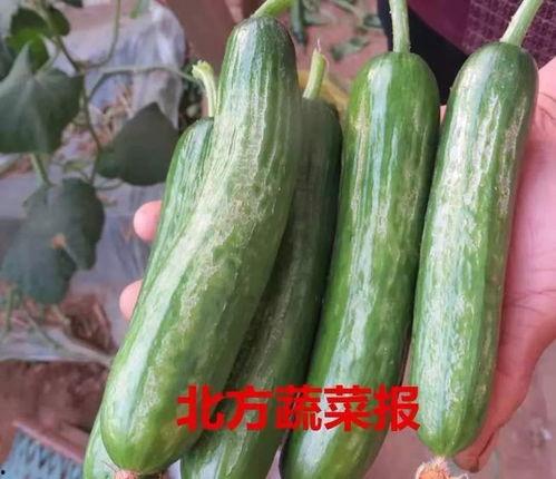 昆明虹桥小瓜价格今日价,实惠之选，品质生活新选择
