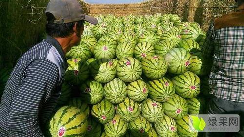 宁夏石头瓜今日行情如何,今日价格走势分析”