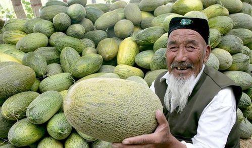 哈密瓜今日售价,价格行情一览