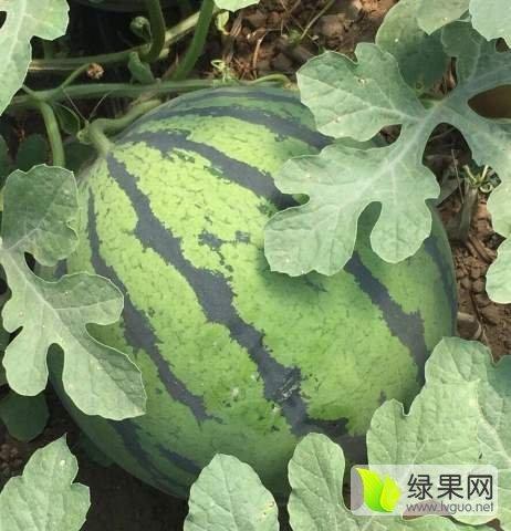芋瓜价格今日最新价格,实时行情一览，市场波动解析”