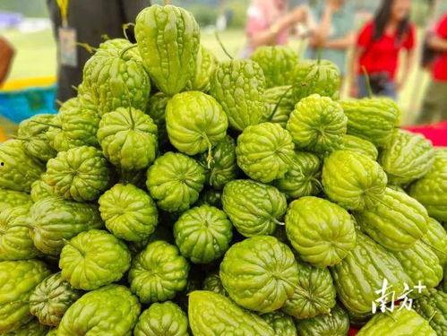 杜阮凉瓜今日价格