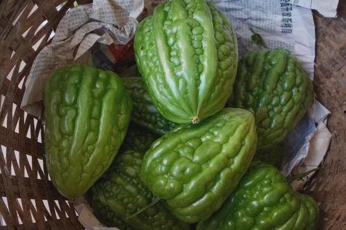 杜阮凉瓜今日价格