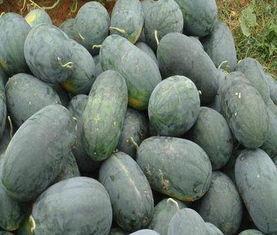 河南今日西瓜黑瓜批发价