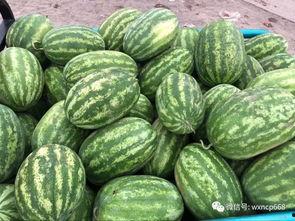 海南今日日本瓜价格,新鲜直供，品质优价实惠
