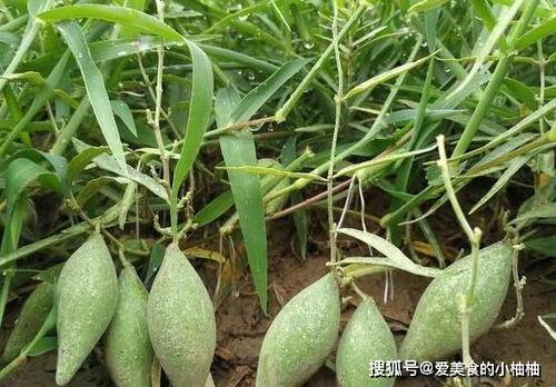 今日地梢瓜价格