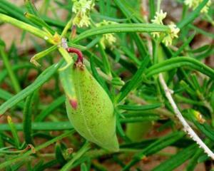 今日地梢瓜价格