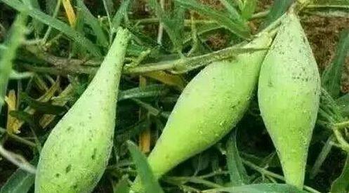 今日地梢瓜价格