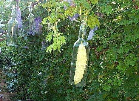 今日凉瓜价钱,市民购买更实惠