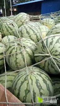 太康清集镇今日瓜价,新鲜上市，价格实惠