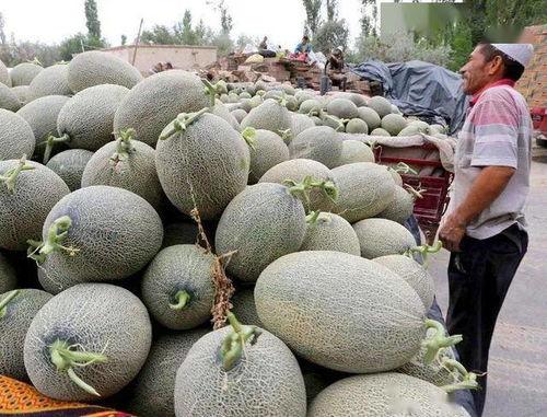 吐鲁番今日哈密瓜行情报价,今日报价一览，品质佳价优引关注”