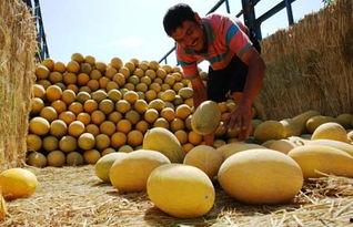 吐鲁番今日哈密瓜行情报价,今日报价一览，品质佳价优引关注”