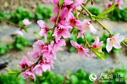 今日桃花灼灼 他日瓜,见证爱情与生命的奇妙旅程