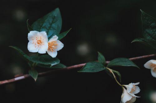 今日桃花灼灼 他日瓜,见证爱情与生命的奇妙旅程