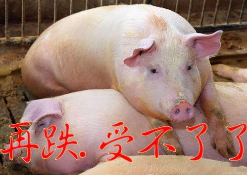 瓜牛哥生猪今日价格,市场动态一览”