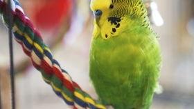 明星网红的鹦鹉是谁,揭秘其背后的故事与魅力