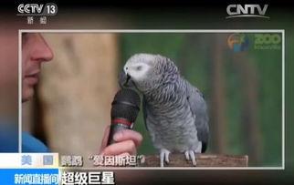 明星网红的鹦鹉是谁,揭秘其背后的故事与魅力