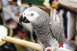 明星网红的鹦鹉是谁,揭秘其背后的故事与魅力