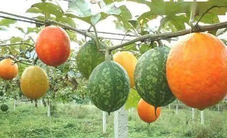 山东吊瓜今日价格表图片,今日市场动态一览