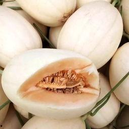 小蜜瓜今日价,新鲜上市，尽享夏日清凉美味