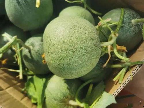 今日吃瓜团,揭秘娱乐圈最新热点事件