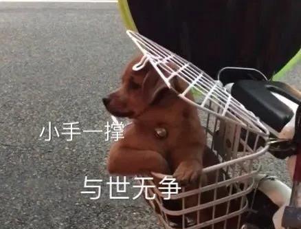 今日吃瓜小八卦图片表情包,表情包里的娱乐圈风云