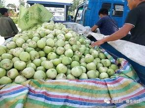 郑州小白瓜今日价格行情