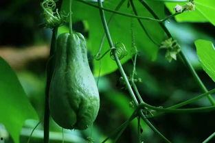 淄博佛手瓜今日价格,市场行情一览”