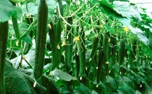 吃瓜今日吃瓜必吃大瓜,吃瓜界的重磅大瓜来袭！