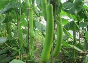 瓠瓜今日行情,今日价格走势解读