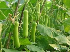 瓠瓜今日行情,今日价格走势解读