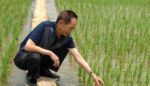 明星网红看袁隆平直播,明星网红齐聚，共话粮食安全与农业未来