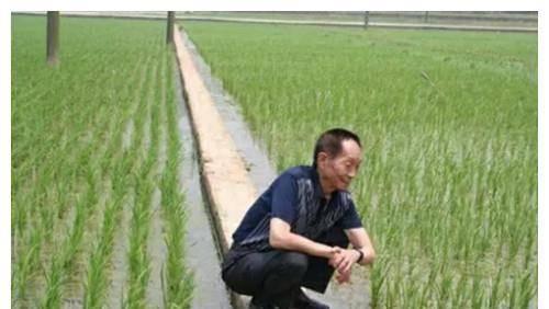 明星网红看袁隆平直播,明星网红齐聚，共话粮食安全与农业未来