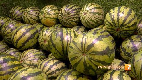 甘肃麒麟瓜今日价格,价格行情一览”