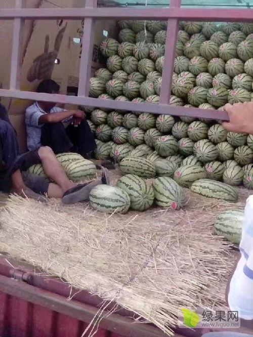 甘肃麒麟瓜今日价格,价格行情一览”