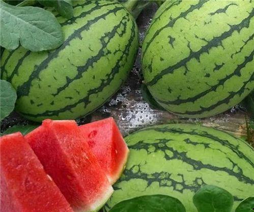 今日大瓜51吃瓜,揭秘娱乐圈最新热点，吃瓜群众齐狂欢