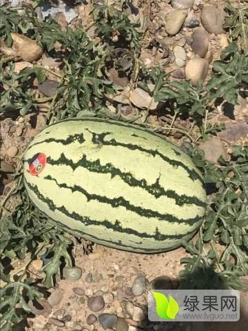 宁夏硒砂瓜今日价格,今日价格行情一览，品质之选受热捧”